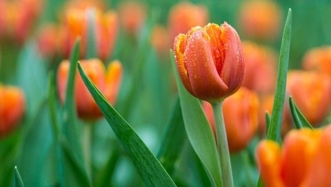 Обои цветы, бутоны, капли, весна, тюльпаны, оранжевые, flowers, buds, drops, spring, tulips, orange разрешение 2048x1369 Загрузить