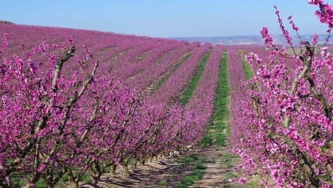 Обои цветение, сад, весна, испания, абрикосы, flowering, garden, spring, spain, apricots разрешение 2048x1229 Загрузить