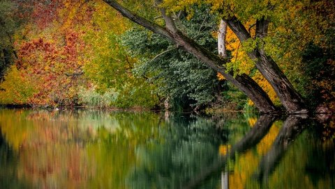 Обои деревья, река, природа, листья, отражение, осень, trees, river, nature, leaves, reflection, autumn разрешение 5861x3297 Загрузить