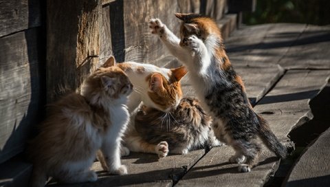 Обои поза, коты, кошки, котята, лапки, юрьев ю, pose, cats, kittens, legs, yuriev yu разрешение 2560x1624 Загрузить