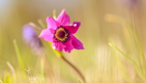 Обои макро, цветок, весна, анемон, macro, flower, spring, anemone разрешение 2048x1367 Загрузить