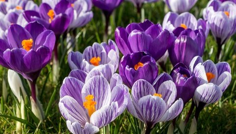 Обои цветы, весна, сиреневый, крокусы, шафран, flowers, spring, lilac, crocuses, saffron разрешение 2048x1361 Загрузить