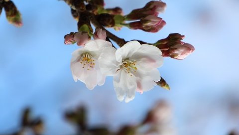 Обои ветка, природа, цветение, макро, весна, сакура, branch, nature, flowering, macro, spring, sakura разрешение 2048x1365 Загрузить