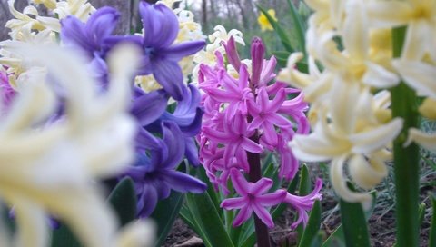 Обои цветы, весна, гиацинт, flowers, spring, hyacinth разрешение 2048x1536 Загрузить