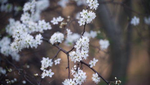 Обои цветы, цветение, ветки, весна, белые, flowers, flowering, branches, spring, white разрешение 2048x1367 Загрузить