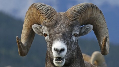 Обои морда, взгляд, рога, баран, архар, горный баран, face, look, horns, ram, argali разрешение 2048x1373 Загрузить