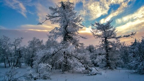Обои небо, облака, деревья, снег, зима, the sky, clouds, trees, snow, winter разрешение 1920x1280 Загрузить