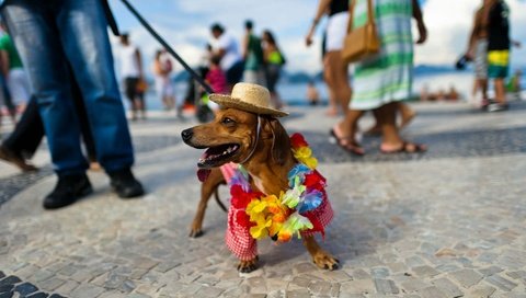 Обои пляж, бразилия, такса, шляпа, рио-де-жанейро, карнавал, копакабана, beach, brazil, dachshund, hat, rio de janeiro, carnival, copacabana разрешение 1920x1080 Загрузить