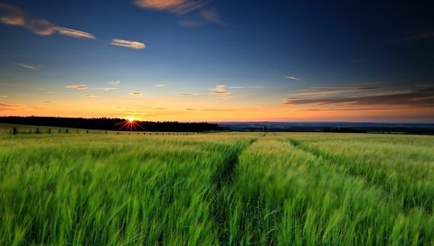 Обои трава, солнце, природа, зелень, закат, пейзаж, поле, закат. солнце, grass, the sun, nature, greens, sunset, landscape, field, sunset. the sun разрешение 1920x1200 Загрузить