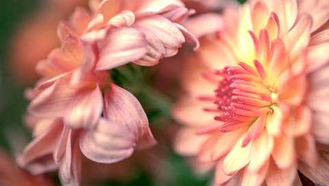 Обои бутоны, макро, цветок, лепестки, хризантемы, buds, macro, flower, petals, chrysanthemum разрешение 2554x1600 Загрузить