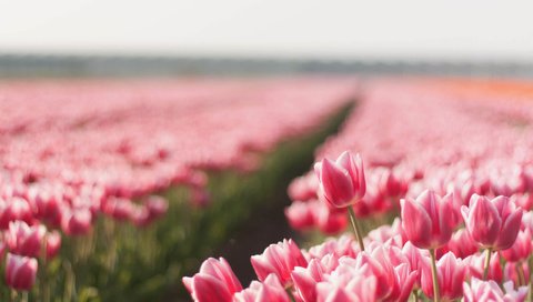 Обои цветы, природа, бутоны, поле, тюльпаны, flowers, nature, buds, field, tulips разрешение 2560x1600 Загрузить