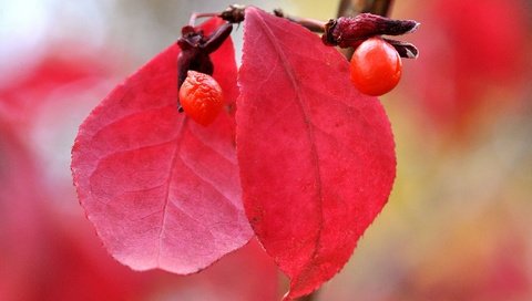 Обои природа, листья, макро, осень, размытость, ягоды, плод, nature, leaves, macro, autumn, blur, berries, the fruit разрешение 2048x1360 Загрузить