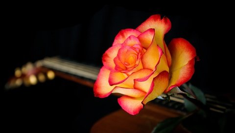 Обои макро, фон, цветок, гитара, роза, лепестки, черный фон, macro, background, flower, guitar, rose, petals, black background разрешение 2560x1595 Загрузить