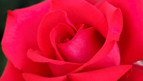Обои макро, цветок, роза, лепестки, бутон, macro, flower, rose, petals, bud разрешение 2048x1365 Загрузить