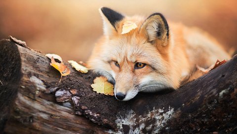 Обои дерево, листья, осень, лиса, лисица, животное, бревно, tree, leaves, autumn, fox, animal, log разрешение 2048x1367 Загрузить