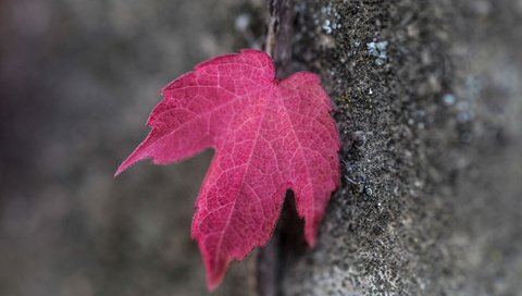 Обои дерево, макро, осень, лист, кора, красный лист, tree, macro, autumn, sheet, bark, red leaf разрешение 2047x1265 Загрузить