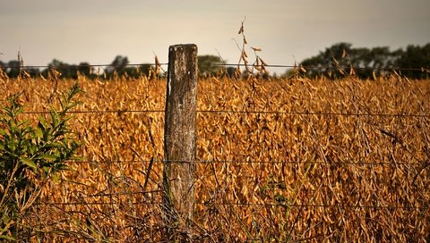 Обои поле, проволока, осень, забор, maelia rouch, field, wire, autumn, the fence разрешение 2048x1212 Загрузить