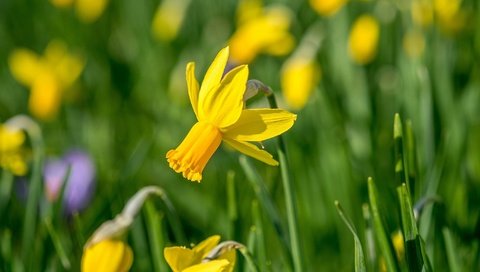 Обои цветы, желтый, весна, нарцисс, flowers, yellow, spring, narcissus разрешение 2048x1366 Загрузить