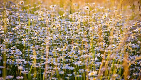 Обои цветы, луг, ромашки, полевые цветы, flowers, meadow, chamomile, wildflowers разрешение 5184x3456 Загрузить