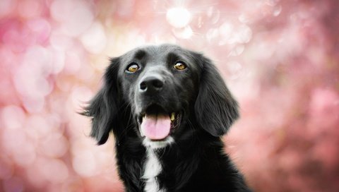 Обои собака, язык, пес, боке, бордер-колли, kedves tamara, spring colors, dog, language, bokeh, the border collie разрешение 4925x3283 Загрузить