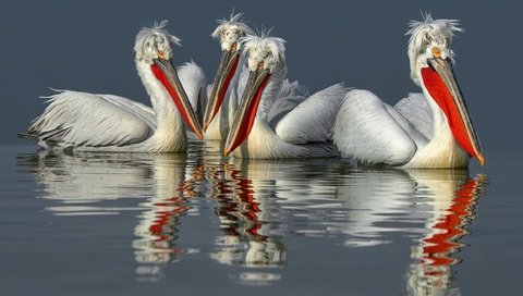 Обои вода, отражение, птицы, клюв, перья, пеликан, пеликаны, water, reflection, birds, beak, feathers, pelican, pelicans разрешение 2499x1575 Загрузить