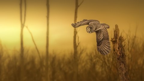 Обои сова, природа, фон, полет, крылья, птица, неясыть, yves kéroack, owl, nature, background, flight, wings, bird разрешение 2048x1114 Загрузить