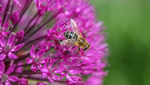 Обои макро, насекомое, цветок, муха, декоративный лук, аллиум, jazzmatica, macro, insect, flower, fly, decorative bow, allium разрешение 4896x2760 Загрузить