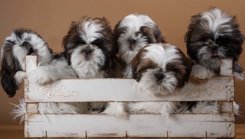 Обои щенки, собаки, ящик, ши-тцу, ши-тцу., puppies, dogs, box, shih tzu, shih tzu. разрешение 2400x1399 Загрузить