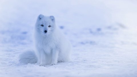Обои снег, хищник, песец, полярная лисица, арктическая лиса, snow, predator, fox, polar fox, arctic fox разрешение 1920x1080 Загрузить