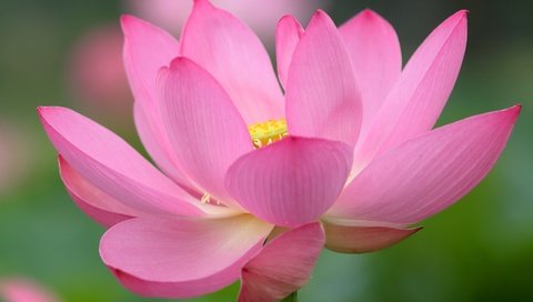 Обои цветок, лепестки, лотос, розовый, flower, petals, lotus, pink разрешение 2996x1920 Загрузить