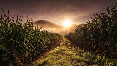 Обои трава, природа, пейзаж, утро, поле, рассвет, grass, nature, landscape, morning, field, dawn разрешение 1920x1080 Загрузить