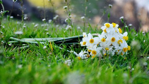 Обои цветы, трава, букет, нарциссы, flowers, grass, bouquet, daffodils разрешение 1920x1200 Загрузить