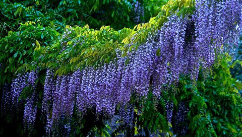 Обои цветы, листья, соцветия, глициния, вистерия, flowers, leaves, inflorescence, wisteria разрешение 1920x1080 Загрузить