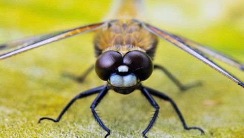 Обои глаза, насекомое, крылья, стрекоза, лапки, крупным планом, eyes, insect, wings, dragonfly, legs, closeup разрешение 1920x1275 Загрузить