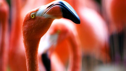 Обои фламинго, размытость, птицы, клюв, шея, крупным планом, flamingo, blur, birds, beak, neck, closeup разрешение 2048x1362 Загрузить