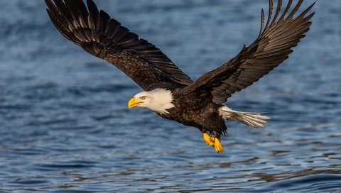 Обои вода, полет, крылья, орел, птица, клюв, перья, белоголовый орлан, water, flight, wings, eagle, bird, beak, feathers, bald eagle разрешение 4083x3266 Загрузить