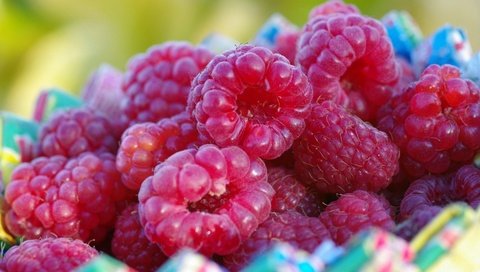 Обои малина, ягода, ягоды, крупным планом, raspberry, berry, berries, closeup разрешение 1920x1080 Загрузить