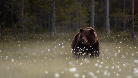 Обои морда, цветы, лес, медведь, поляна, мишка, животное, дикая природа, face, flowers, forest, bear, glade, animal, wildlife разрешение 1920x1200 Загрузить