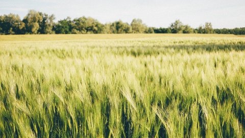 Обои природа, пейзаж, поле, колосья, пшеница, nature, landscape, field, ears, wheat разрешение 4896x2754 Загрузить