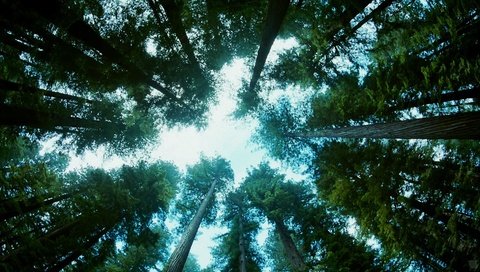 Обои небо, деревья, природа, лес, стволы, вид снизу, the sky, trees, nature, forest, trunks, bottom view разрешение 1920x1080 Загрузить