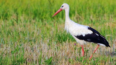 Обои трава, природа, птица, клюв, перья, аист, белый аист, grass, nature, bird, beak, feathers, stork разрешение 3840x2160 Загрузить