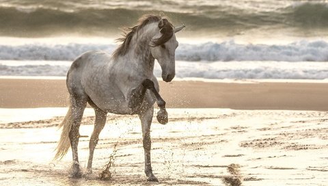 Обои лошадь, море, песок, пляж, конь, грива, копыта, конь . жеребец, horse, sea, sand, beach, mane, hooves, horse . stallion разрешение 1920x1333 Загрузить