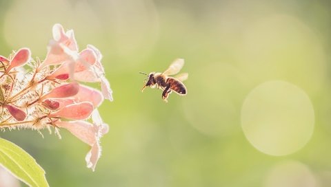 Обои цветы, природа, насекомое, фон, цветок, крылья, пчела, flowers, nature, insect, background, flower, wings, bee разрешение 2000x1125 Загрузить