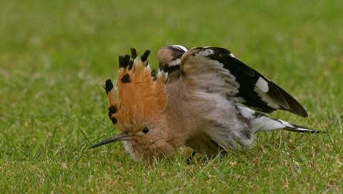 Обои трава, птица, клюв, перья, удод, grass, bird, beak, feathers, hoopoe разрешение 2048x1316 Загрузить