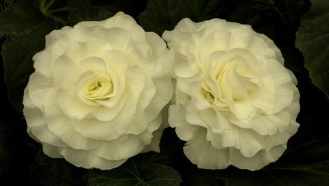 Обои цветы, лепестки, белые, бегония, flowers, petals, white, begonia разрешение 3840x2160 Загрузить