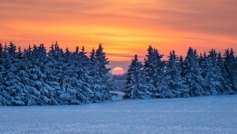 Обои снег, природа, лес, закат, зима, snow, nature, forest, sunset, winter разрешение 1920x1200 Загрузить