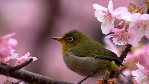 Обои цветы, белоглазка, ветка, птица, клюв, весна, перья, вишня, сакура, flowers, white-eyed, branch, bird, beak, spring, feathers, cherry, sakura разрешение 2048x1365 Загрузить