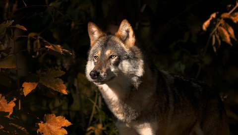 Обои природа, листья, взгляд, осень, хищник, животное, волк, nature, leaves, look, autumn, predator, animal, wolf разрешение 2048x1141 Загрузить