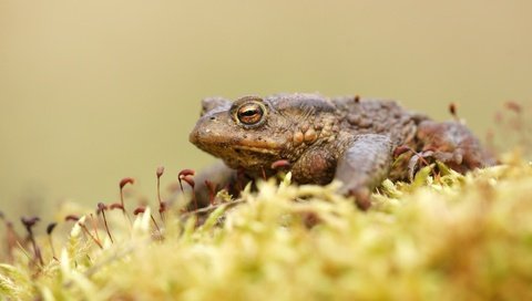 Обои лягушка, мох, жаба, земноводные, frog, moss, toad, amphibians разрешение 2560x1600 Загрузить