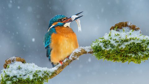 Обои ветка, снег, зима, птица, рыбка, зимородок, branch, snow, winter, bird, fish, kingfisher разрешение 1920x1200 Загрузить